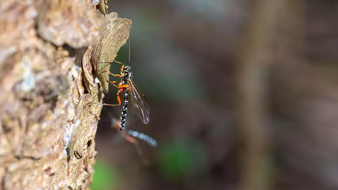 Die grazile Holzwespen-Schlupfwespe wird «Insekt des Jahres» 2025. - Bild: Noah Meier/Senckenberg Gesellschaft für Naturforschung/dpa