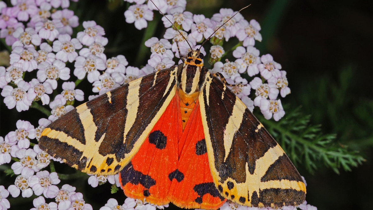 Schwarz-weiß und orangerot: So sieht der «Schmetterling des Jahres», die Spanische Flagge, aus.  - Foto: T.Laußmann/BUND/dpa