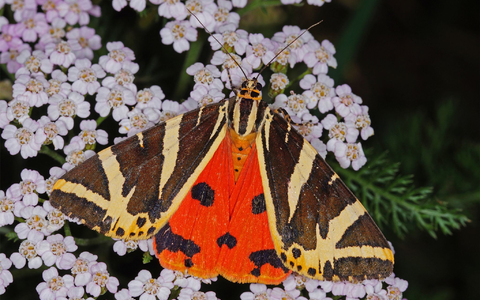 Schwarz-weiß und orangerot: So sieht der «Schmetterling des Jahres», die Spanische Flagge, aus.  - Foto: T.Laußmann/BUND/dpa
