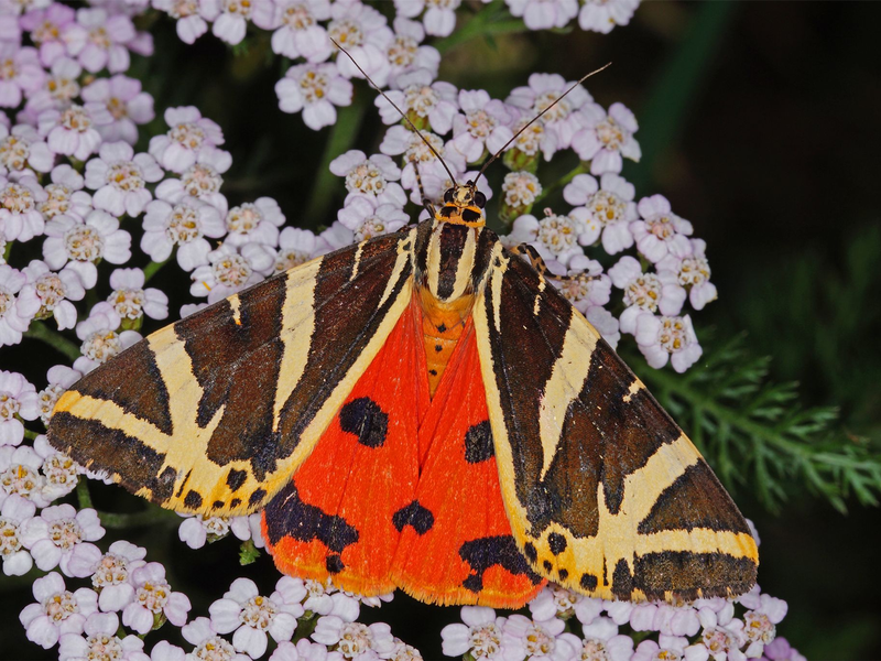Schwarz-weiß und orangerot: So sieht der «Schmetterling des Jahres», die Spanische Flagge, aus.  - Foto: T.Laußmann/BUND/dpa