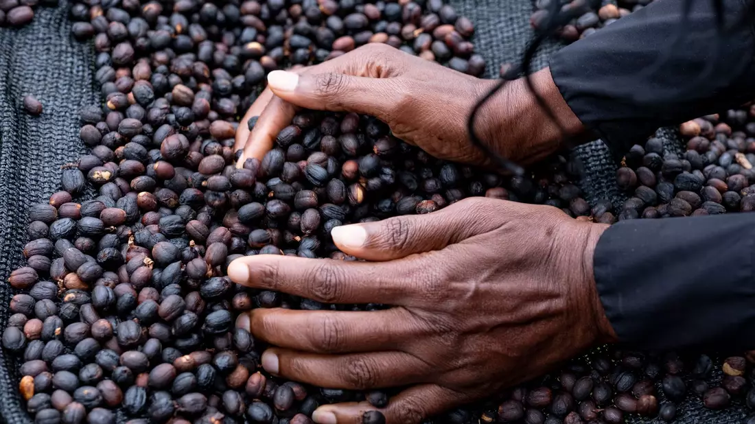 Rohkaffee wird in diesen Tagen zu Rekordpreisen an den Rohstoffbörsen gehandelt. - Bild: Fabian Sommer/dpa