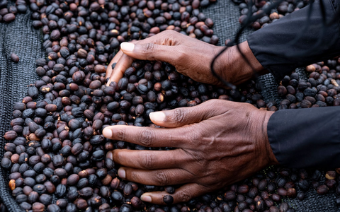 Rohkaffee wird in diesen Tagen zu Rekordpreisen an den Rohstoffbörsen gehandelt. - Foto: Fabian Sommer/dpa