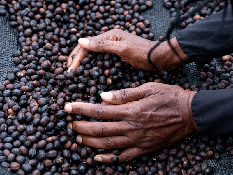 Rohkaffee wird in diesen Tagen zu Rekordpreisen an den Rohstoffbörsen gehandelt. - Foto: Fabian Sommer/dpa