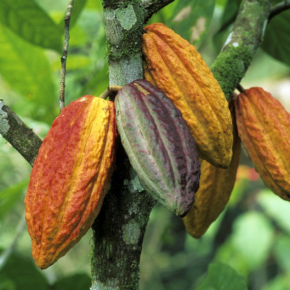 Wegen schlechter Ernten ist der Kakaopreis gestiegen. - Foto: picture alliance / Werner Rudhart/dpa