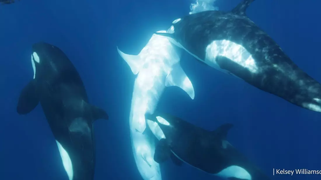 Die Orcas gehen gezielt auf den Bauch des Walhais. - Bild: Kelsey Williamson/-/dpa