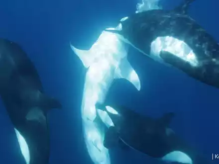 Die Orcas gehen gezielt auf den Bauch des Walhais. - Foto: Kelsey Williamson/-/dpa