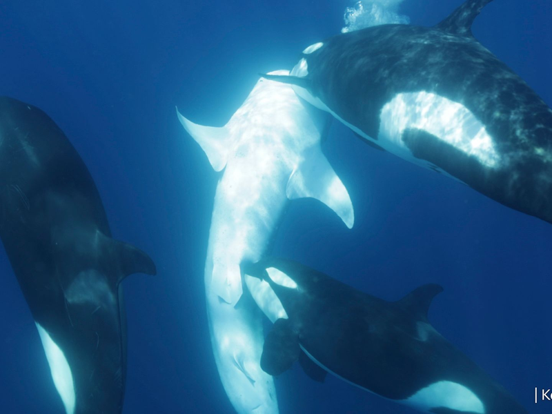 Die Orcas gehen gezielt auf den Bauch des Walhais. - Foto: Kelsey Williamson/-/dpa