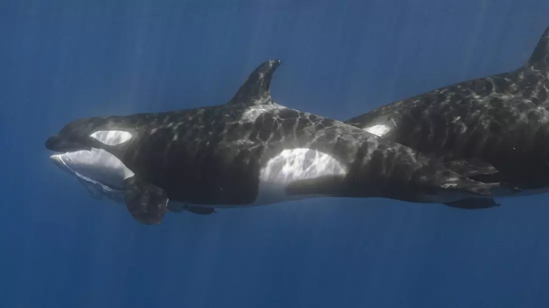 Die Attacken der Orcas wurden erstmals im Detail beschrieben. - Bild: Kelsey Williamson./-/dpa