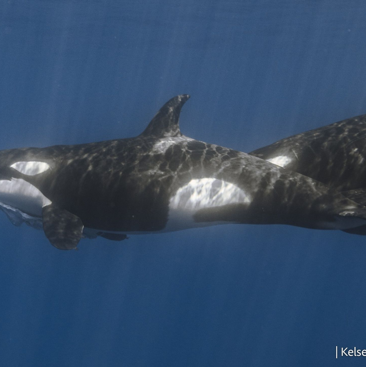 Die Attacken der Orcas wurden erstmals im Detail beschrieben. - Foto: Kelsey Williamson./-/dpa