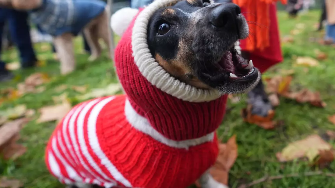 Dutzende Hunde und ihre Herrchen und Frauchen waren bei der Aktion dabei. - Bild: James Manning/PA Wire/dpa