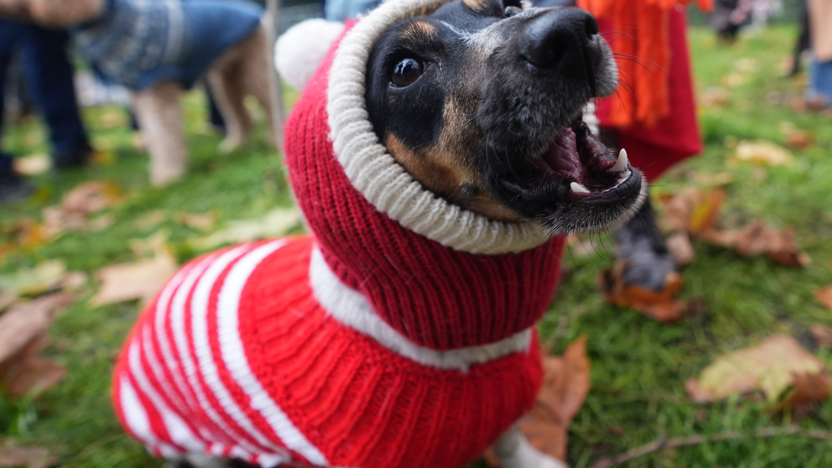Dutzende Hunde und ihre Herrchen und Frauchen waren bei der Aktion dabei. - Foto: James Manning/PA Wire/dpa