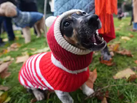 Dutzende Hunde und ihre Herrchen und Frauchen waren bei der Aktion dabei. - Foto: James Manning/PA Wire/dpa