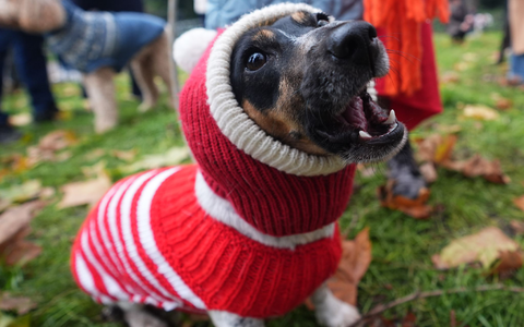 Dutzende Hunde und ihre Herrchen und Frauchen waren bei der Aktion dabei. - Foto: James Manning/PA Wire/dpa