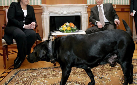Dass Merkel in ihren Memoiren davon ausgeht, dass Putin 2007 seinen Labrador ins Zimmer ließ, um ihr Angst zu machen, wertet der Kreml als fehlende Dialogbereitschaft der Ex-Kanzlerin (Archivbild) - Foto: Dmitry Astakhov/epa/dpa