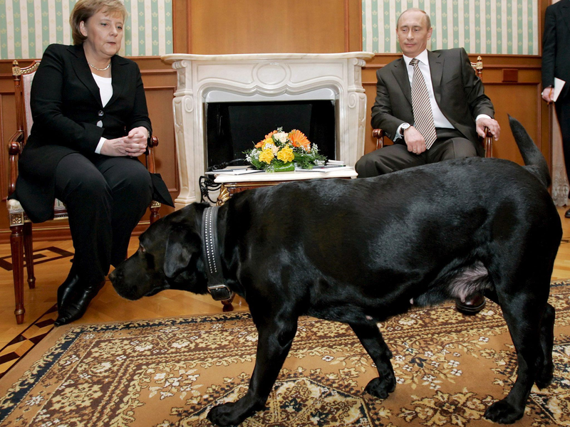 Dass Merkel in ihren Memoiren davon ausgeht, dass Putin 2007 seinen Labrador ins Zimmer ließ, um ihr Angst zu machen, wertet der Kreml als fehlende Dialogbereitschaft der Ex-Kanzlerin (Archivbild) - Foto: Dmitry Astakhov/epa/dpa