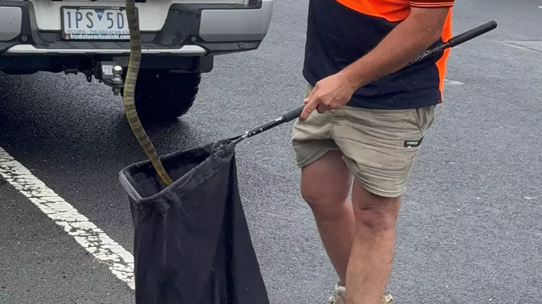 In Australien musste sich eine Frau vor einer tödlichen Giftschlange aus ihrem Auto retten. (Foto Handout) - Bild: --/Victoria Police/dpa