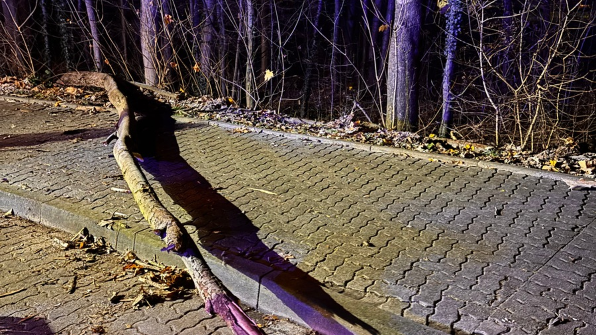 FW-Schermbeck: Umgestürzter Baum - Foto: presseportal.de