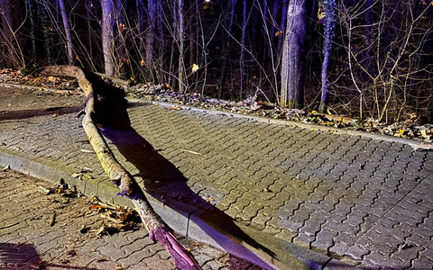 FW-Schermbeck: Umgestürzter Baum - Foto: presseportal.de