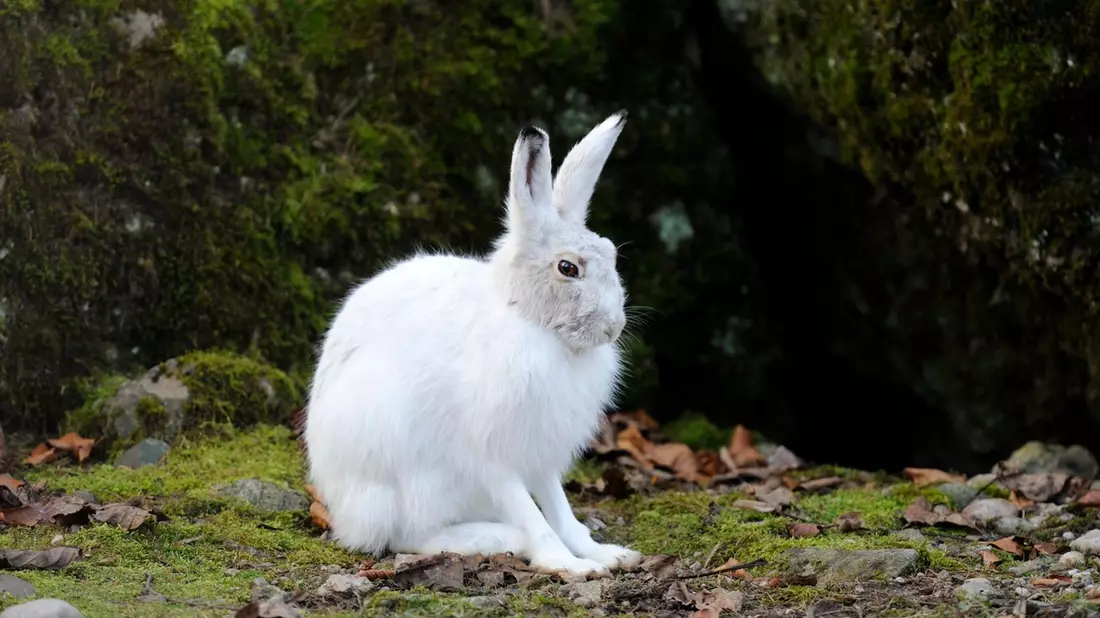 Tierischer Verwandlungskünstler: Der Alpenschneehase ist das Tier des Jahres 2025 - Bild: presseportal.de