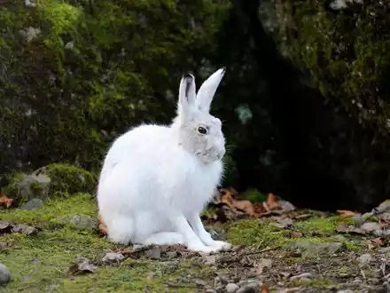 Tierischer Verwandlungskünstler: Der Alpenschneehase ist das Tier des Jahres 2025 - Foto: presseportal.de