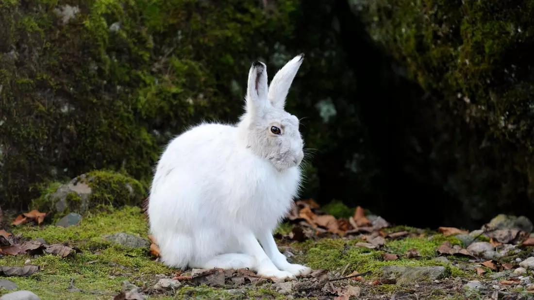 Das Sommerfell soll die Hasen schwerer sichtbar machen für Füchse, Marder, Raben und Greifvögel. - Bild: Stefan Huwiler/Imagebroker/ DeutscheWildtierStiftung/dpa