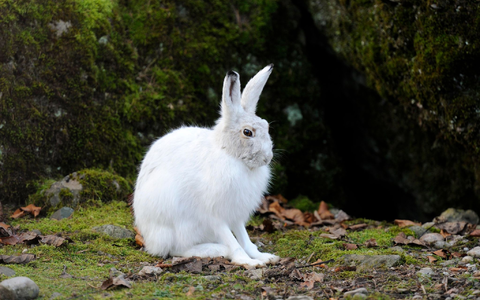 Das Sommerfell soll die Hasen schwerer sichtbar machen für Füchse, Marder, Raben und Greifvögel. - Foto: Stefan Huwiler/Imagebroker/ DeutscheWildtierStiftung/dpa