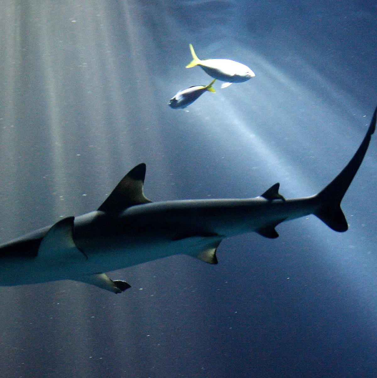 Experten vermuten einen Schwarzspitzen-Riffhai oder einen Bullenhai hinter dem Biss. (Archivbild)  - Foto: picture alliance / dpa