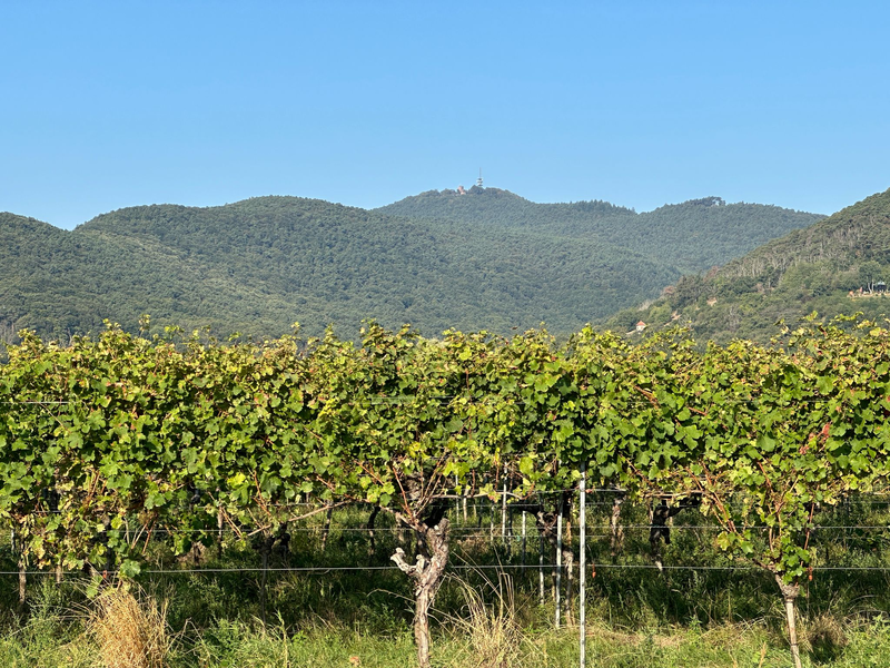 Dass Gipfelhöhen geändert werden müssen, ist tatsächlich selten - kommt aber vor. (Handout) - Foto: -/LVermGeo RP/dpa