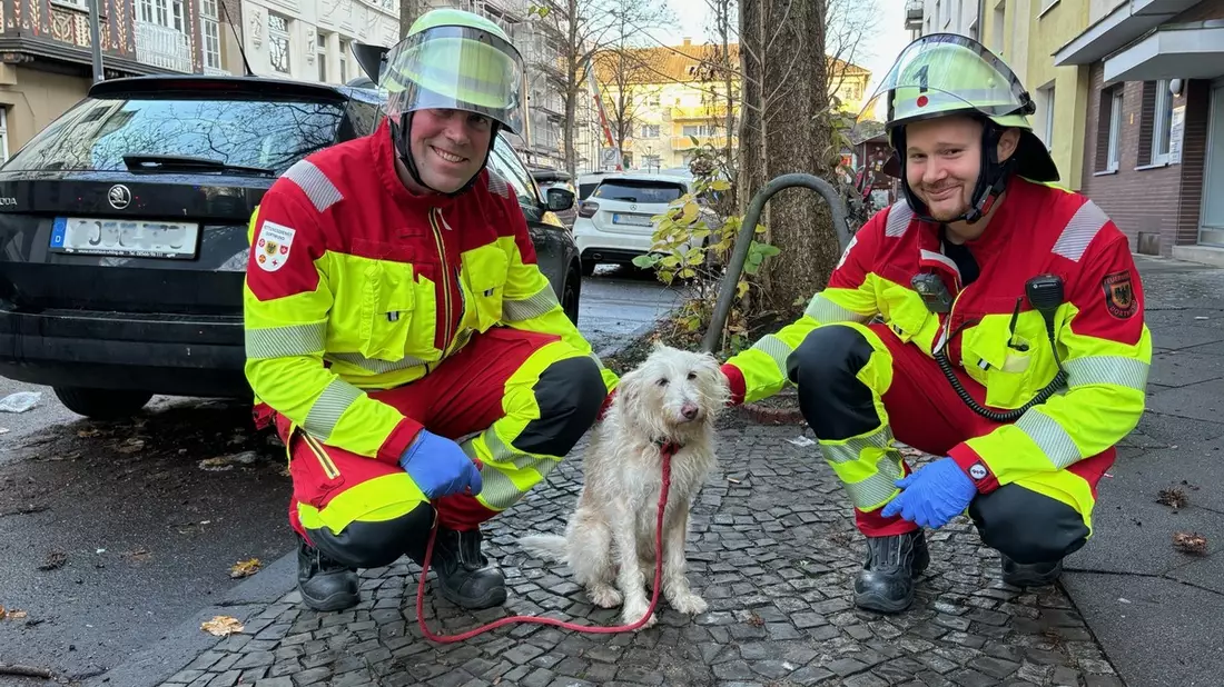 FW-DO: Rauchmelder rettet Hundeleben in Dortmund-Mitte - Bild: presseportal.de