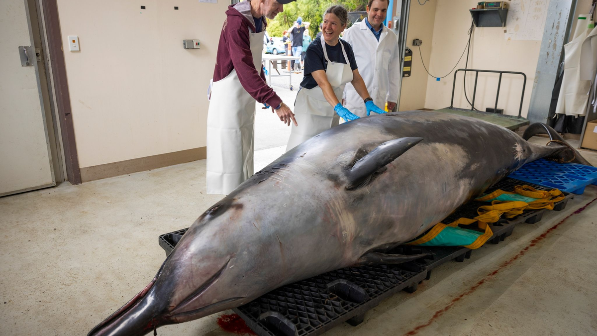 Der Wal-Experte Anton van Helden erhofft sich neue Erkenntnisse zu den Walen. - Foto: Derek Morrison/AP/dpa