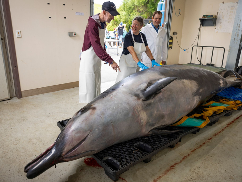 Der Wissenschaft sind nur wenige Exemplare bekannt. (Archivbild) - Foto: Derek Morrison/AP/dpa