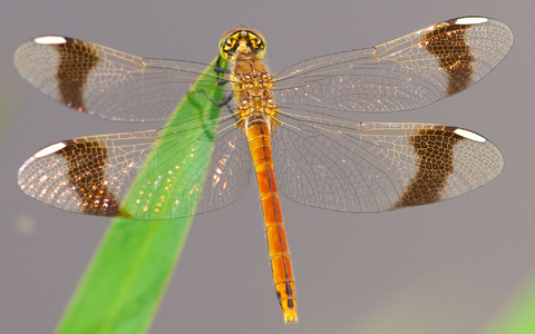 Das Weibchen hat weiße Flügelmale (Handout).  - Foto: Michael Frank/dpa