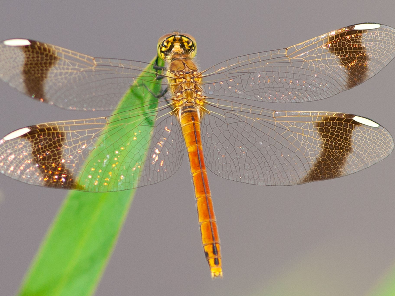 Das Weibchen hat weiße Flügelmale (Handout).  - Foto: Michael Frank/dpa