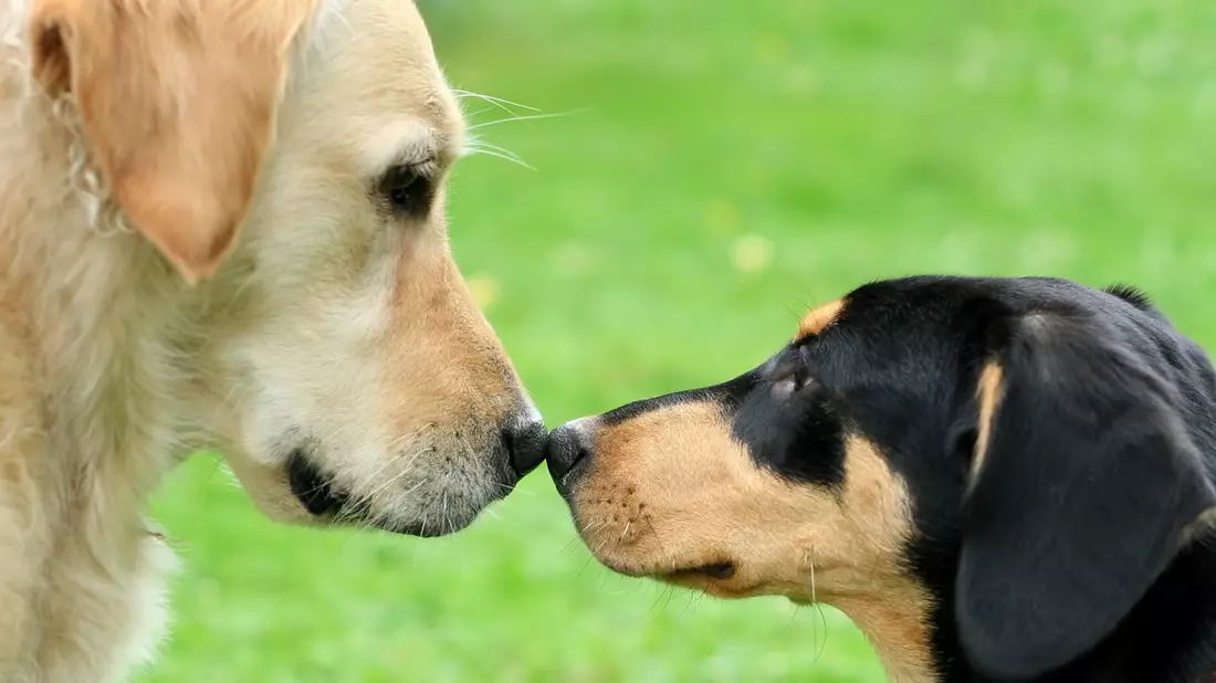 Atemwegsinfektionen beim Hund: Bellender Husten ist ein Alarmzeichen - Bild: presseportal.de