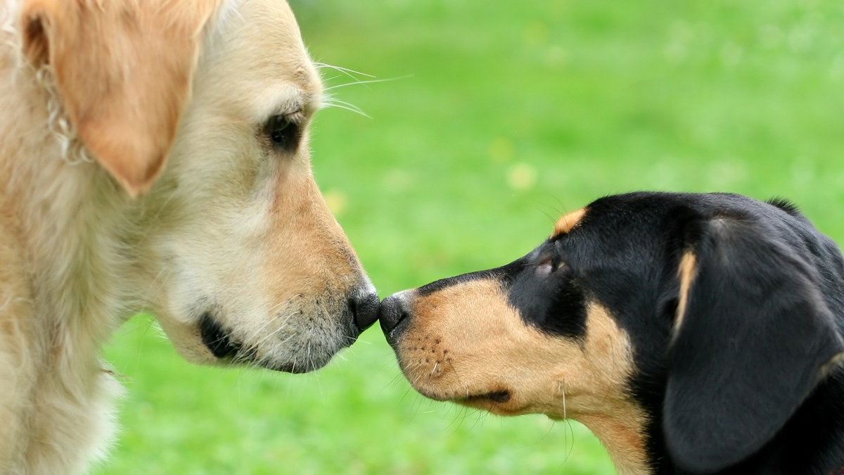 Atemwegsinfektionen beim Hund: Bellender Husten ist ein Alarmzeichen - Foto: presseportal.de
