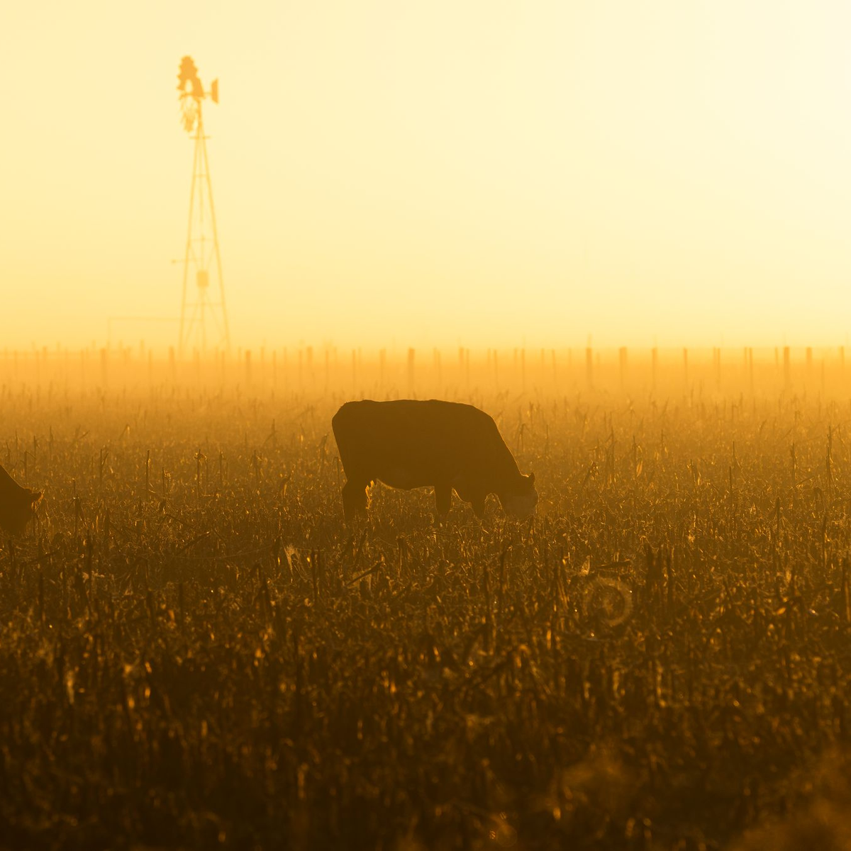 Bauern in der EU befürchten, dass sie in einen neuen Preiskampf gezwungen werden. (Archivbild)  - Foto: Martin Cossarini/dpa