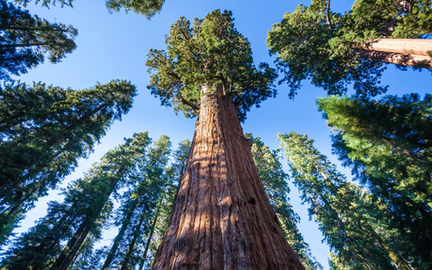 Studie von Kyndryl und Microsoft: Nachhaltigkeit für immer mehr Unternehmen in Deutschland strategisch wichtig - Foto: presseportal.de