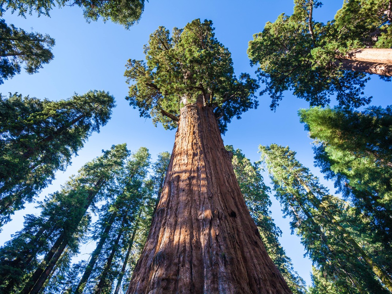 Studie von Kyndryl und Microsoft: Nachhaltigkeit für immer mehr Unternehmen in Deutschland strategisch wichtig - Foto: presseportal.de