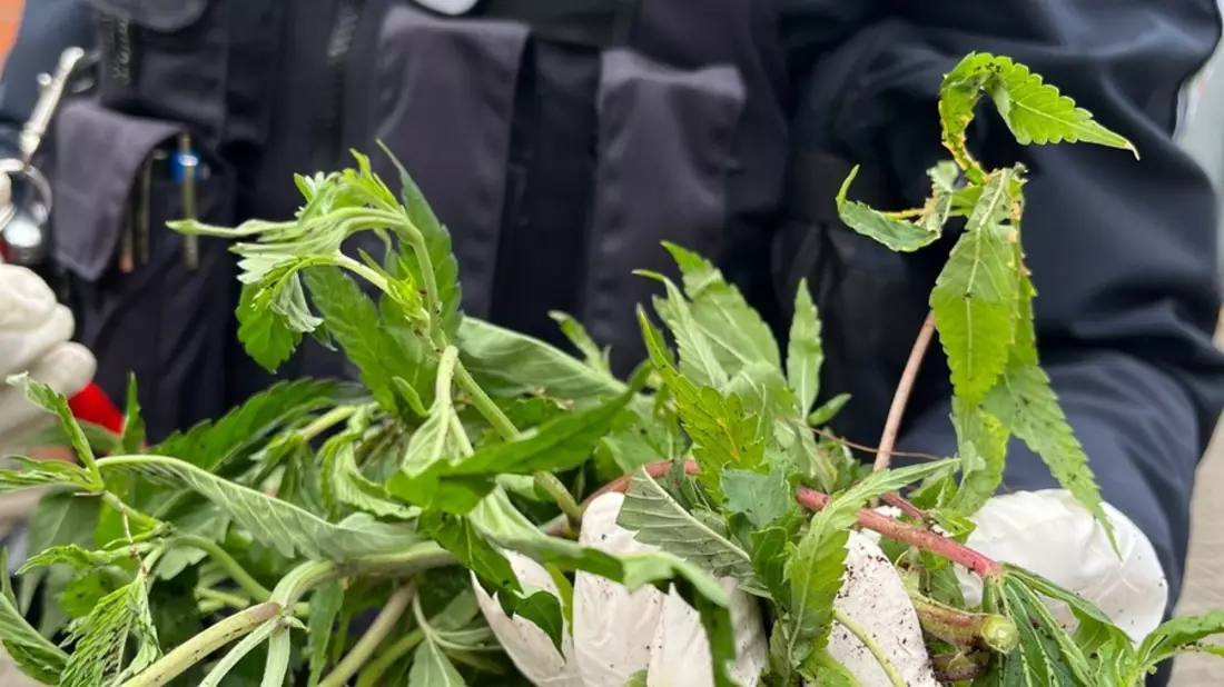 POL-ME: Säcke voller Cannabis-Pflanzen entdeckt: Polizei ermittelt - Langenfeld - 2412023 - Bild: presseportal.de