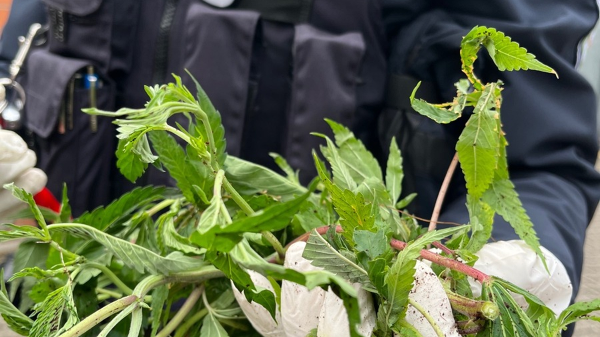 POL-ME: Säcke voller Cannabis-Pflanzen entdeckt: Polizei ermittelt - Langenfeld - 2412023 - Foto: presseportal.de
