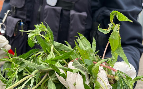 POL-ME: Säcke voller Cannabis-Pflanzen entdeckt: Polizei ermittelt - Langenfeld - 2412023 - Foto: presseportal.de