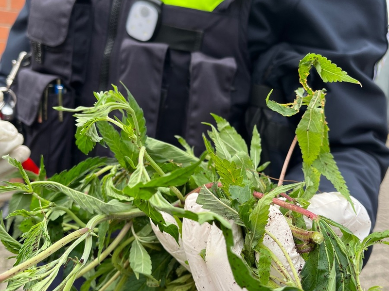 POL-ME: Säcke voller Cannabis-Pflanzen entdeckt: Polizei ermittelt - Langenfeld - 2412023 - Foto: presseportal.de
