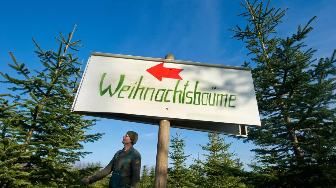 Nadeln - im Grunde nur anders geformte Blätter - sind wintertauglich gebaut. (Archivbild) - Bild: picture alliance / dpa