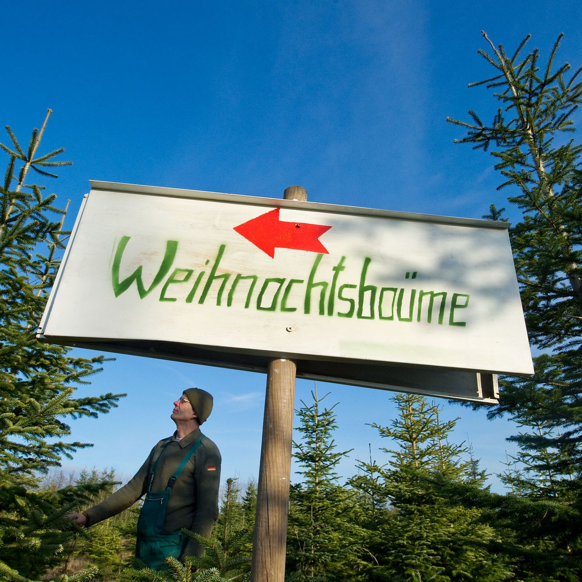 Nadeln - im Grunde nur anders geformte Blätter - sind wintertauglich gebaut. (Archivbild) - Foto: picture alliance / dpa