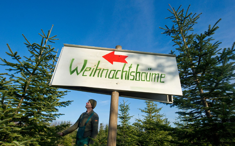 Nadeln - im Grunde nur anders geformte Blätter - sind wintertauglich gebaut. (Archivbild) - Foto: picture alliance / dpa