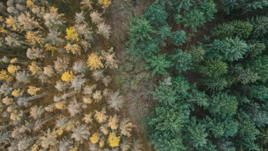 Die Lärche (links) ist ein Nadelbaum, wirft ihre Nadeln aber im Herbst ab. (Archiv) - Bild: Patrick Pleul/dpa-Zentralbild/dpa