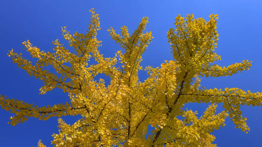 Ginkgos gehören weder zu den Laub- noch zu den Nadelbäumen. (Archivbild) - Bild: Patrick Pleul/dpa-Zentralbild/ZB