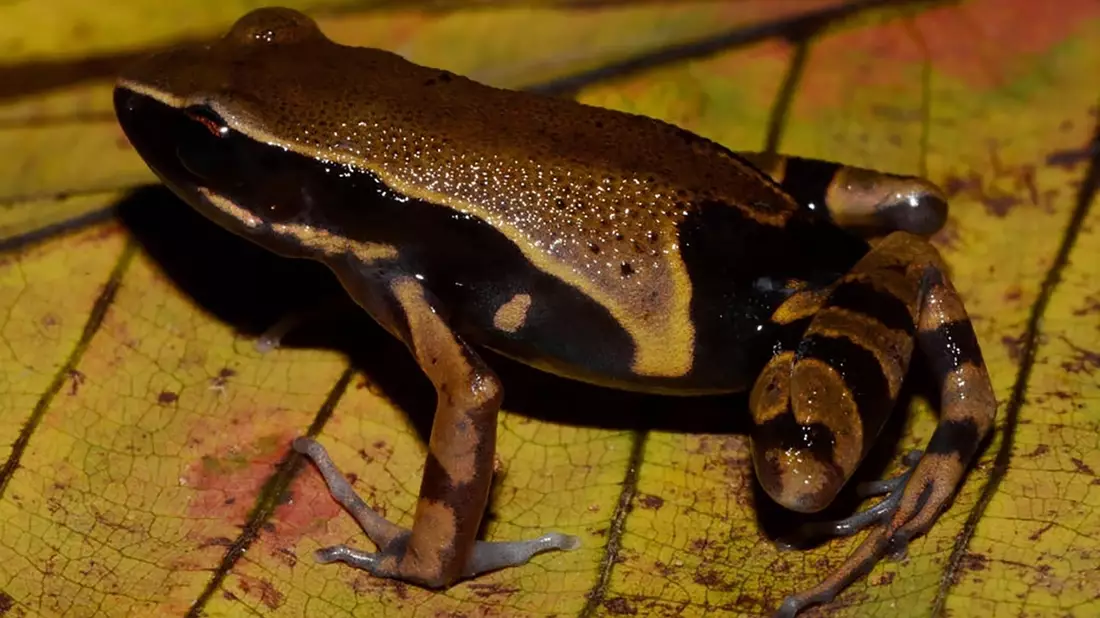 Der Langfingerfrosch Cardioglossa annulata wurde erst vor Kurzem erstmals von Forschenden beschrieben. (Handout) - Bild: Marius Burger/WWF/dpa