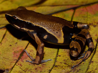 Der Langfingerfrosch Cardioglossa annulata wurde erst vor Kurzem erstmals von Forschenden beschrieben. (Handout) - Foto: Marius Burger/WWF/dpa