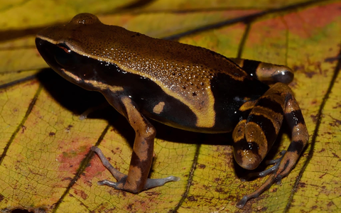 Der Langfingerfrosch Cardioglossa annulata wurde erst vor Kurzem erstmals von Forschenden beschrieben. (Handout) - Foto: Marius Burger/WWF/dpa
